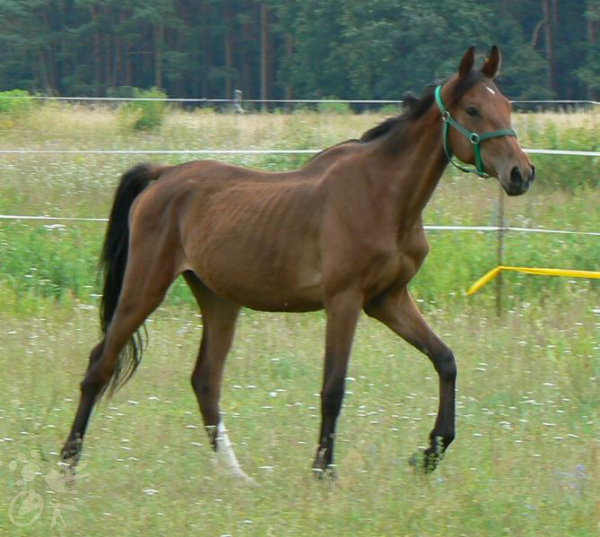 Unterernährtes Pferd