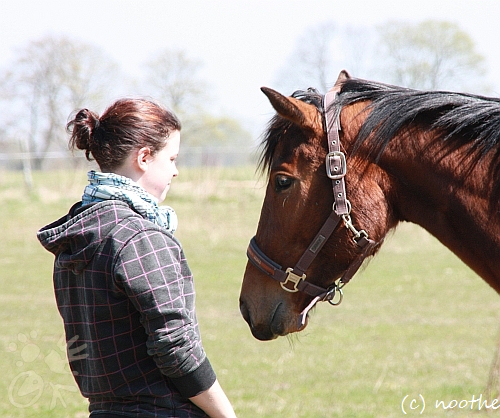 Kennenlernen zwischen Mensch und Pferd