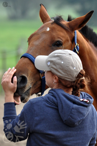 Pferd und Mensch