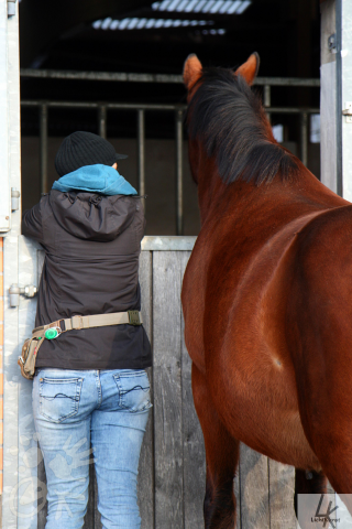 Pferd und Mensch sehen gemeinsam durch ein Fenster