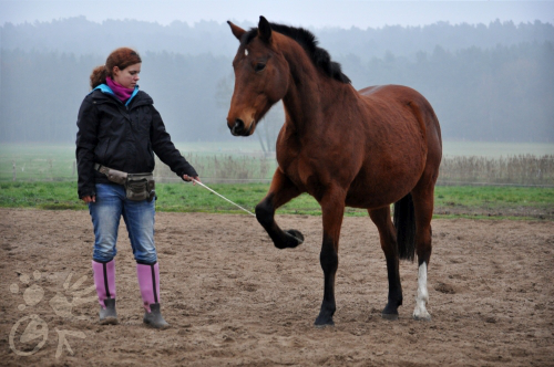 Pferd gibt Huf