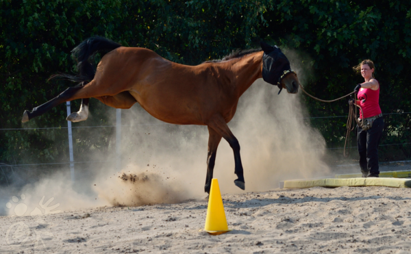 Buckelndes Pferd an der Longe