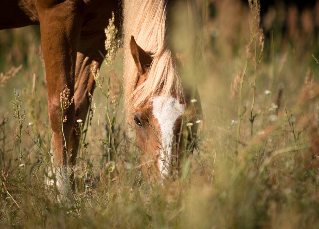 Bild von grasendem Pferd