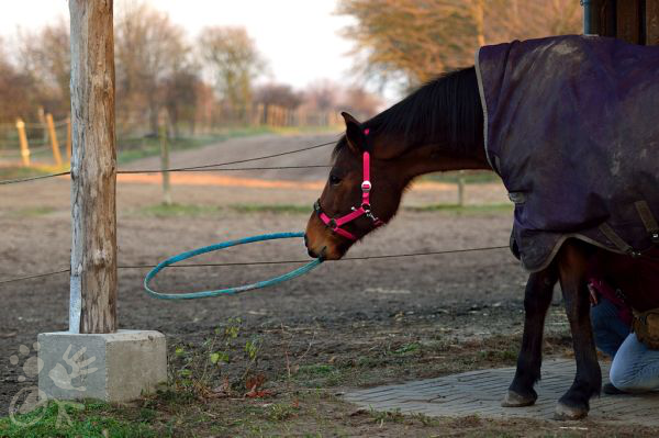 Pferd spielt mit HulaHoop-Reifen